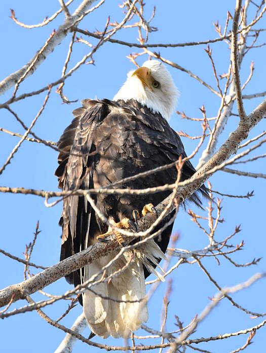 cipywnyk_eagle_centennial_beach_2_20170105