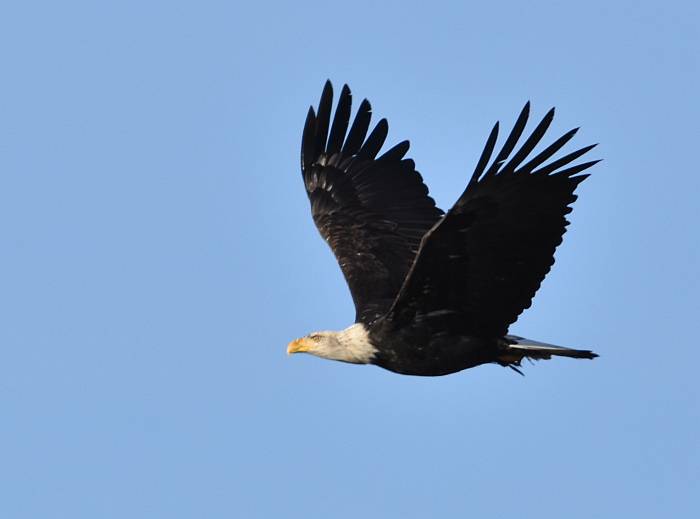 cipywnyk_eagle_centennial_beach_3_20170105