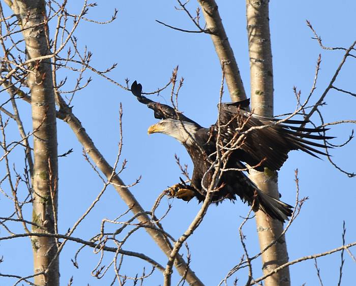 cipywnyk_eagle_centennial_beach_4_20170105