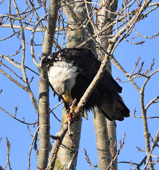 cipywnyk_eagle_centennial_beach_5_20170105