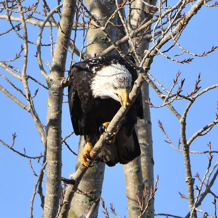 cipywnyk_eagle_centennial_beach_6_20170105