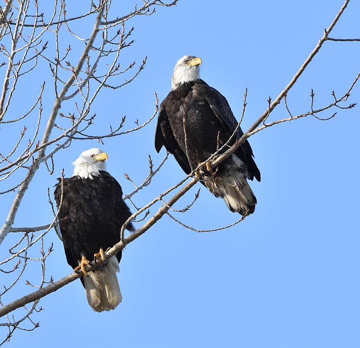 cipywnyk_eagle_centennial_beach_7_20170105