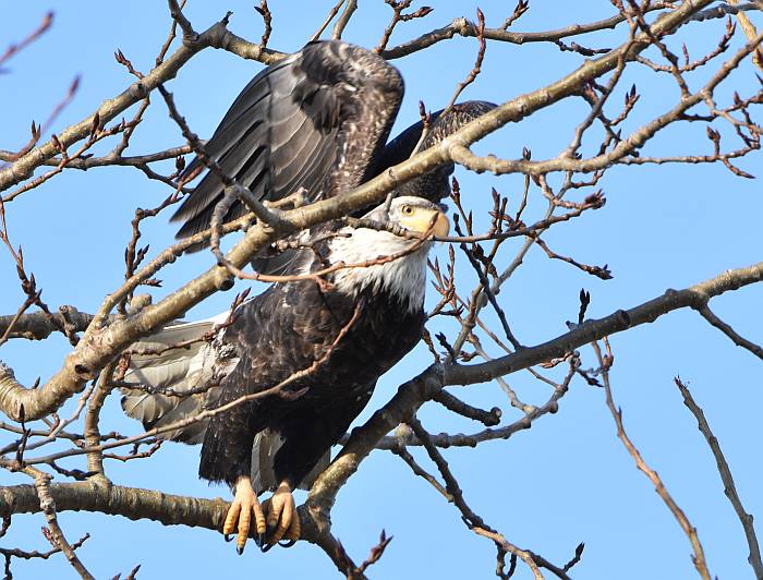 cipywnyk_eagle_centennial_beach_8_20170105