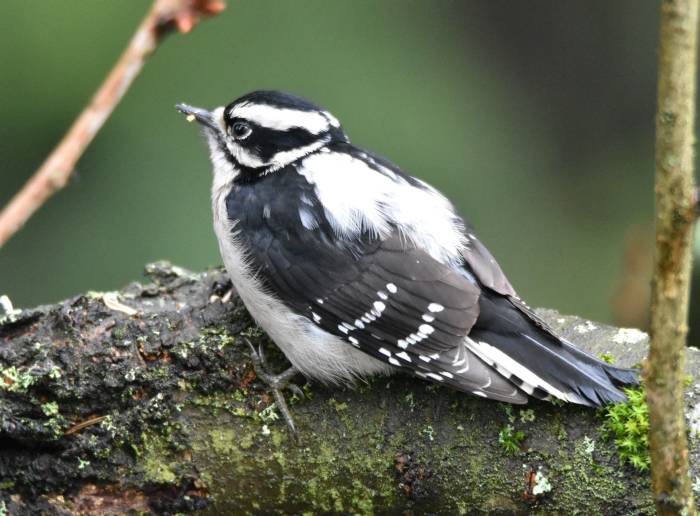 downy woodpecker