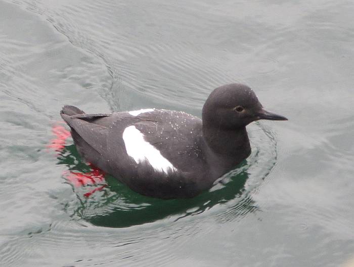 pigeon guillemot