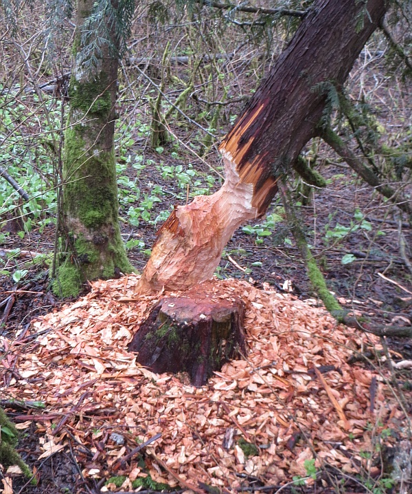 Campbell Valley Regional Park