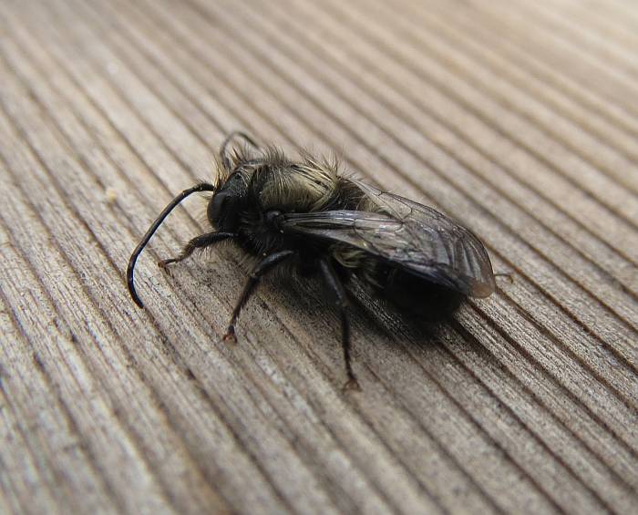 mason bee action south Burnaby BC