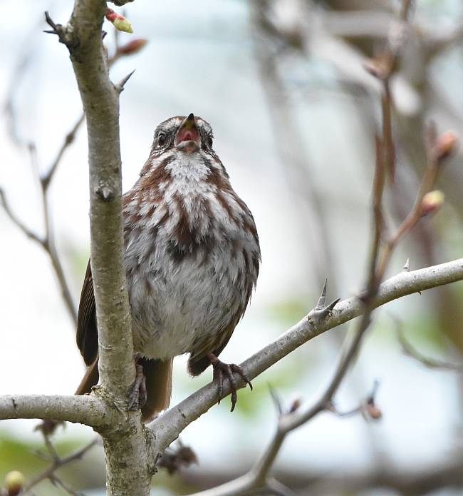 Fraser Foreshore Park Birds