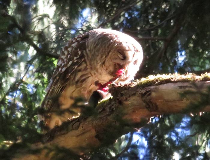 barred owl eat mole