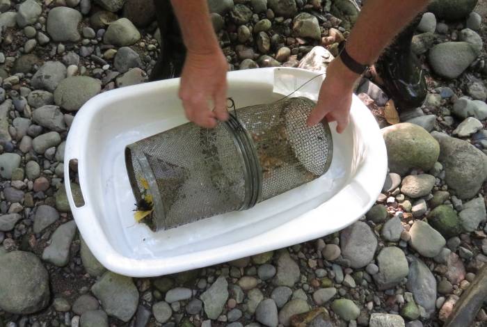 Byrne Creek fish trapping