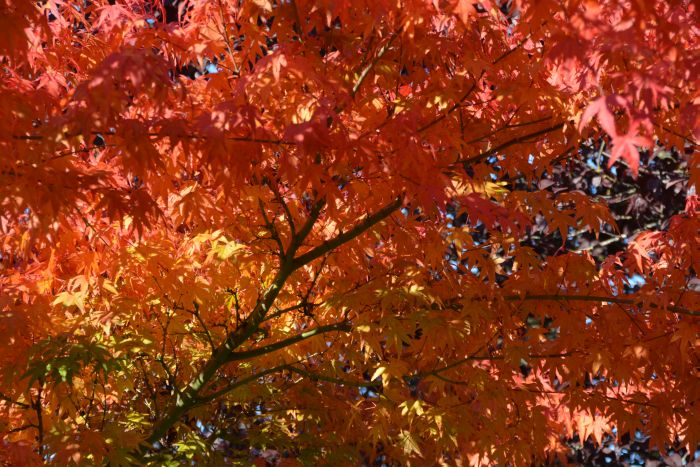 Byrne Creek autumn colors