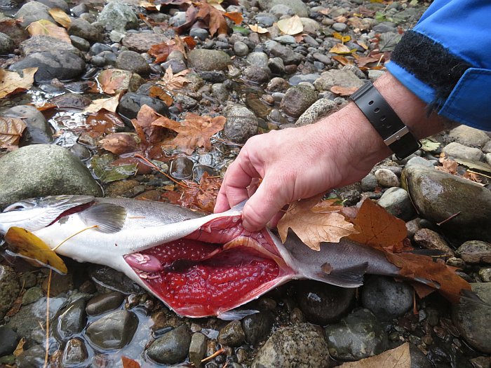 female prespawn mortality coho