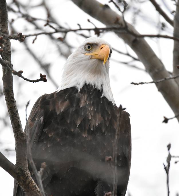 Bald Eagles