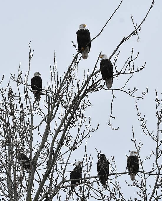 bald eagles