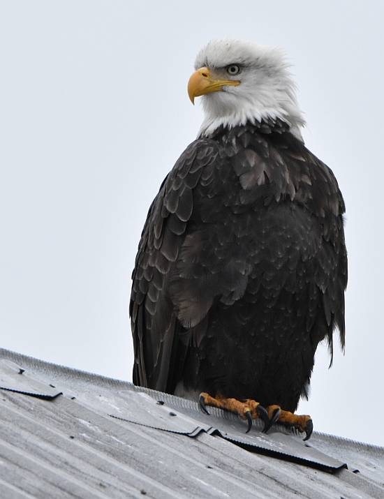 bald eagles