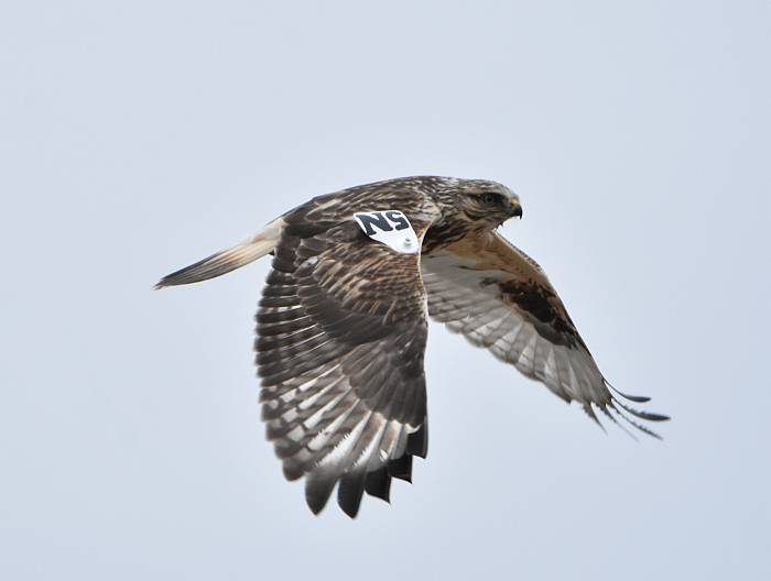 Birds at Boundary Bay