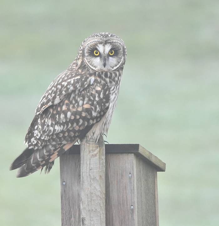 short-eared owl boundary bay