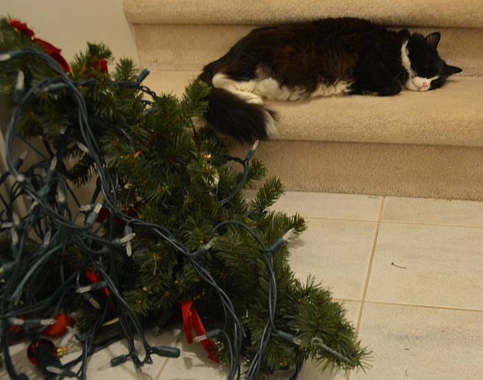 cat mourns Christmas