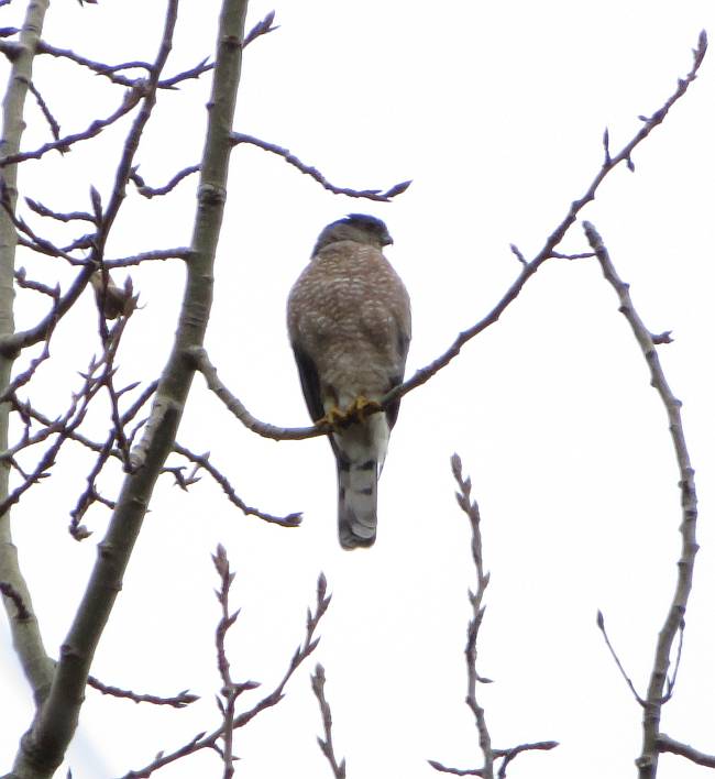 Fraser Foreshore Birding