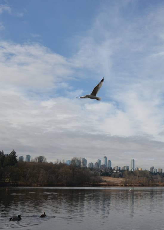 Burnaby Walk Deer Lake Nikkei Place