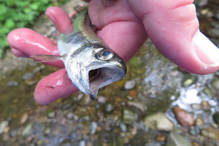 coho smolts dying