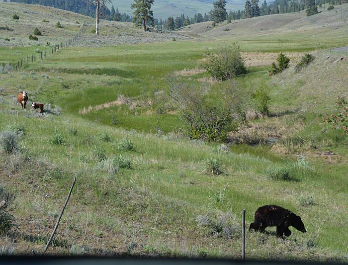 cow calf black bear