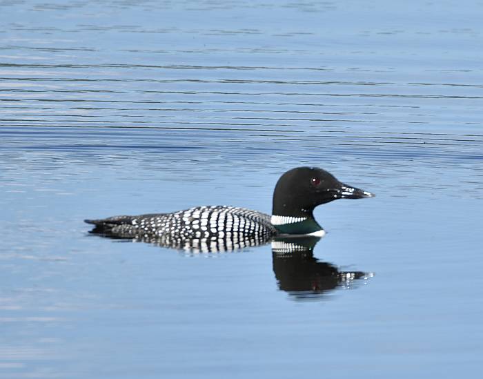 loon