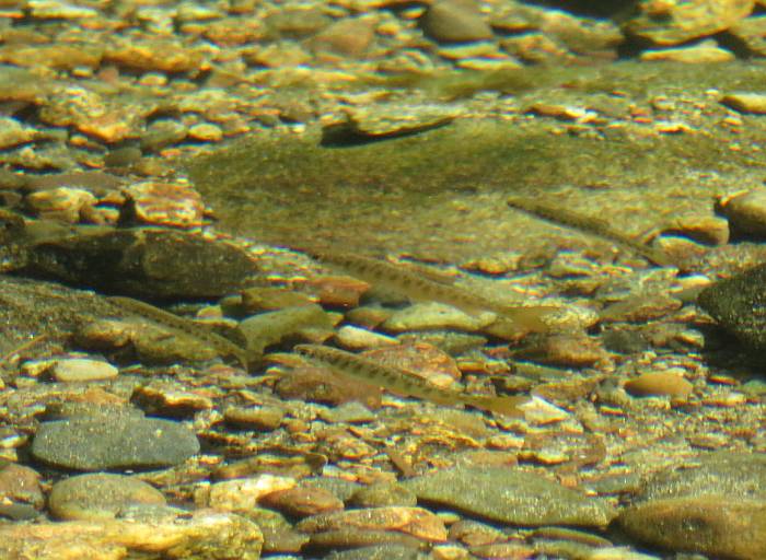 salmon fry byrne creek burnaby