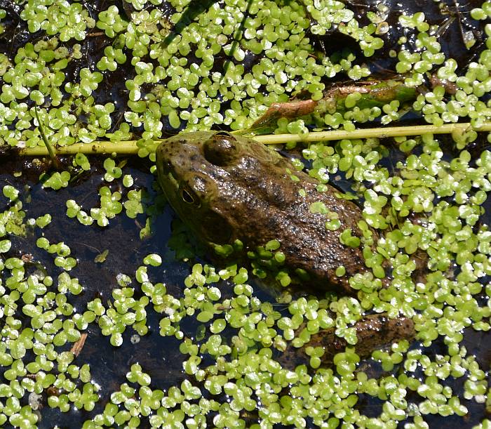 frogs at deer lake
