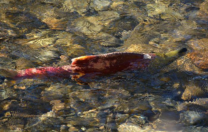 sockeye salmon adams river