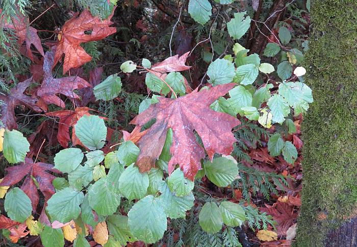 Byrne Creek autumn colors