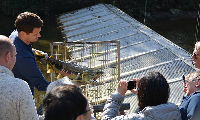 Kanaka Creek Salmon Return