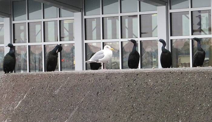 cormorants