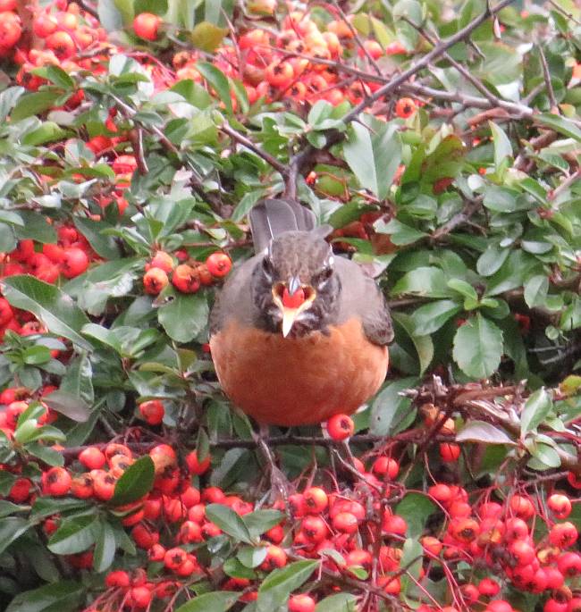 robins eating berries