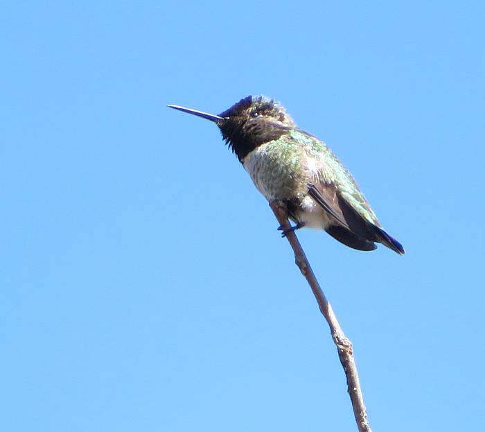 anna's hummingbird deer lake burnaby