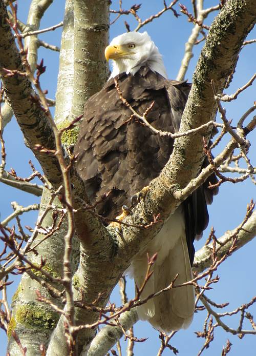 bald eagles mud bay park surrey