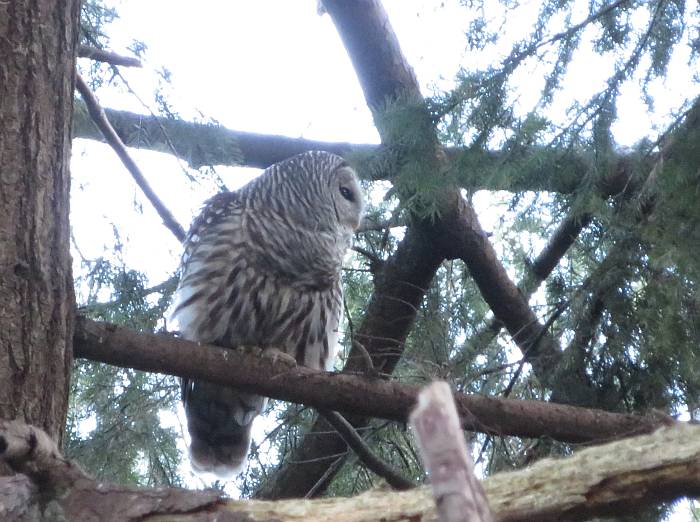 barred owl byrne creek burnaby