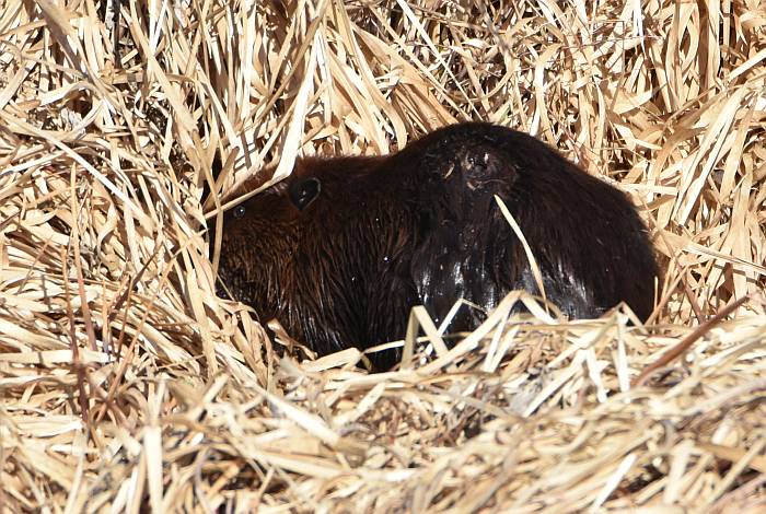 beaver burnaby lake