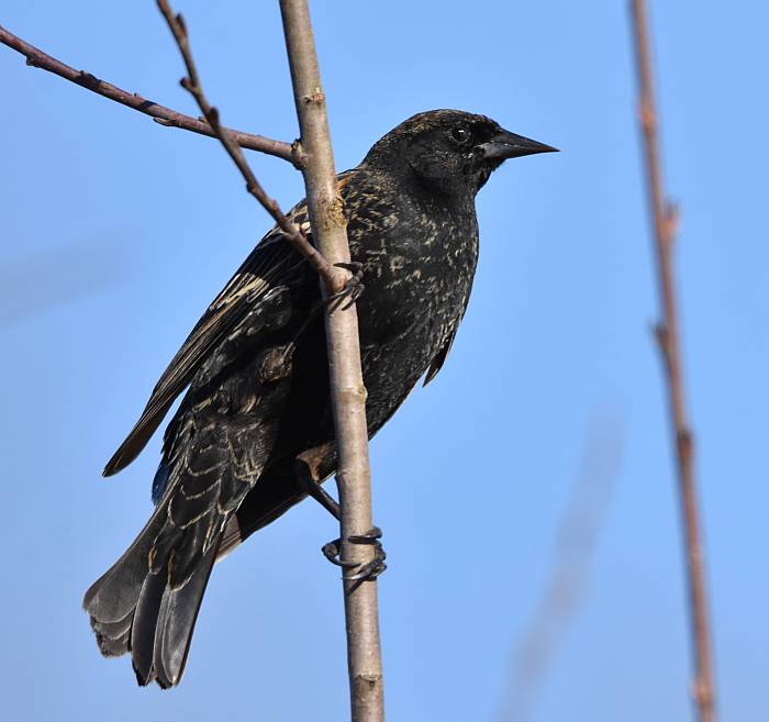 red-winged blackbirds burnaby lake