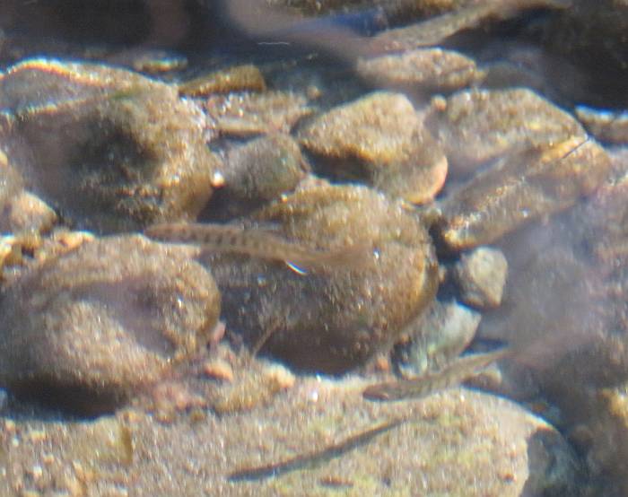 coho fry byrne creek