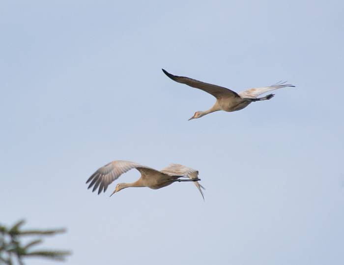 sandhill crane flyby burnaby bc