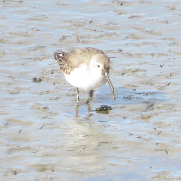 dunlins mud bay park surrey