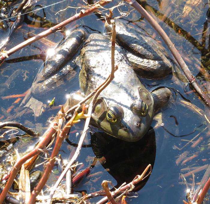 bullfrog deer lake burnaby