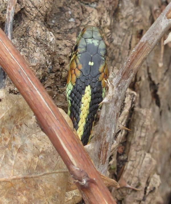 garter snake burnaby bc