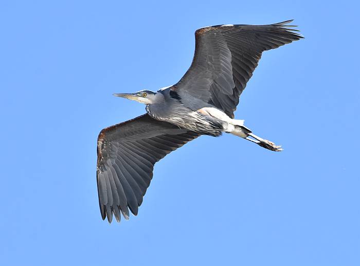 great blue heron burnaby lake