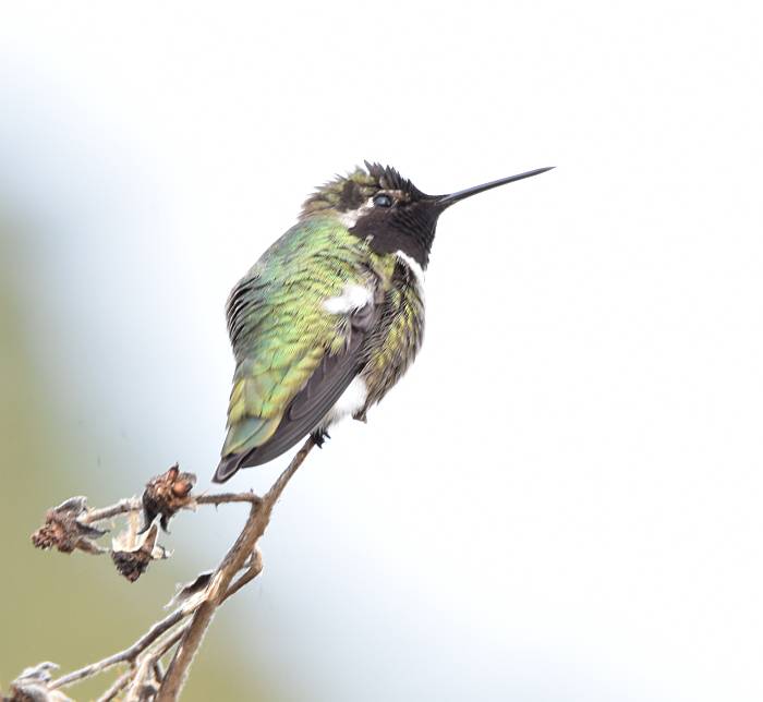 hummingbird reifel sanctuary