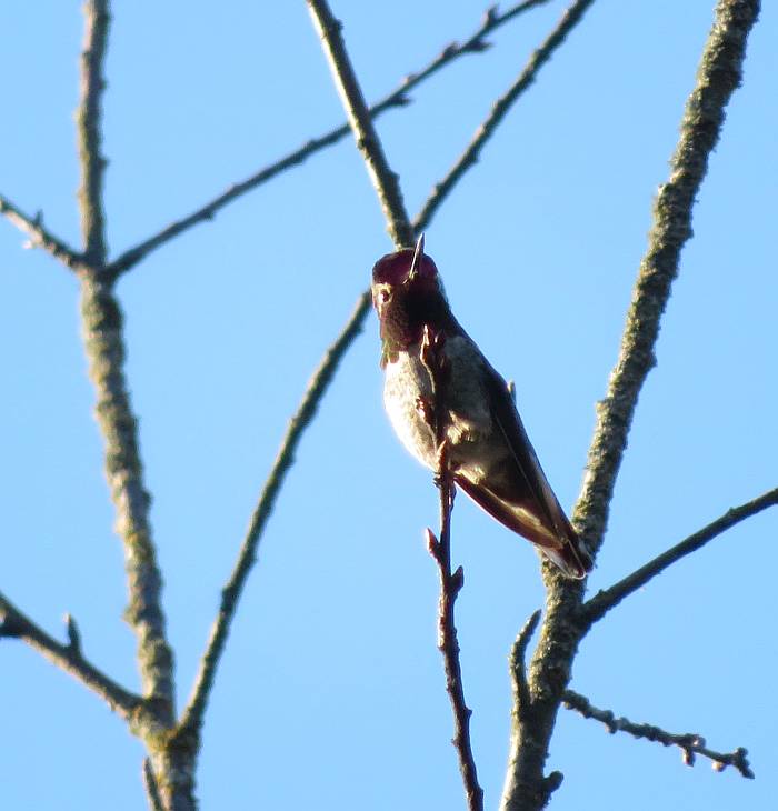 hummingbirds burnaby bc