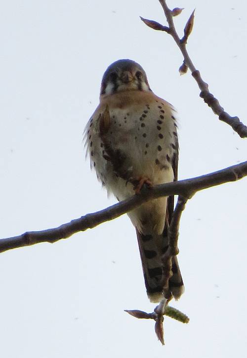 kestrel burnaby bc