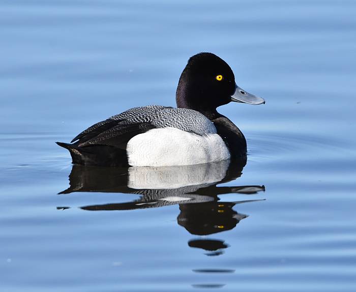 scaup burnaby lake