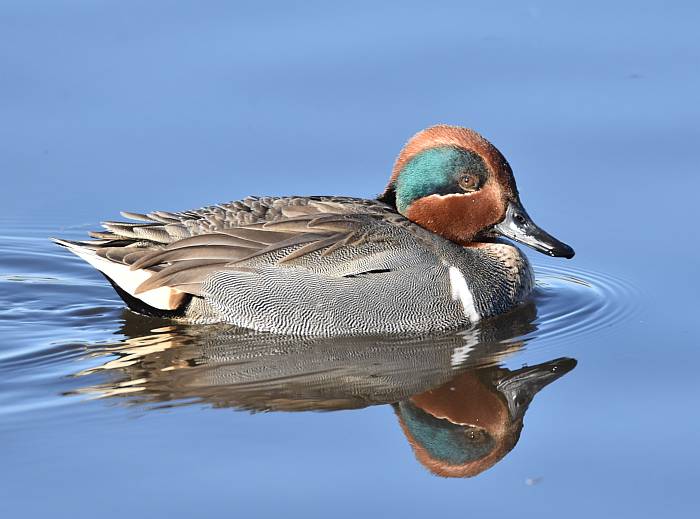 teal burnaby lake